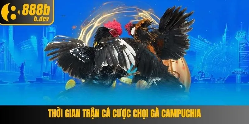 Trận đấu đá gà Campuchia siêu nghẹt thở